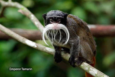 Image of a Emperor Tamarin at River Safari